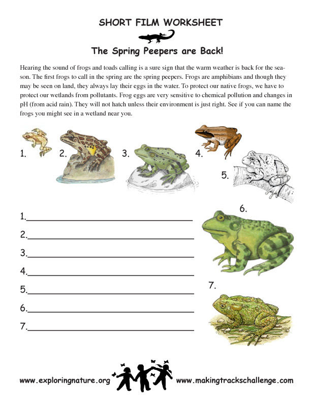 Spring Peepers and Other Cool Amphibians