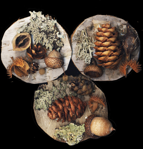 Nature Pins and Magnet