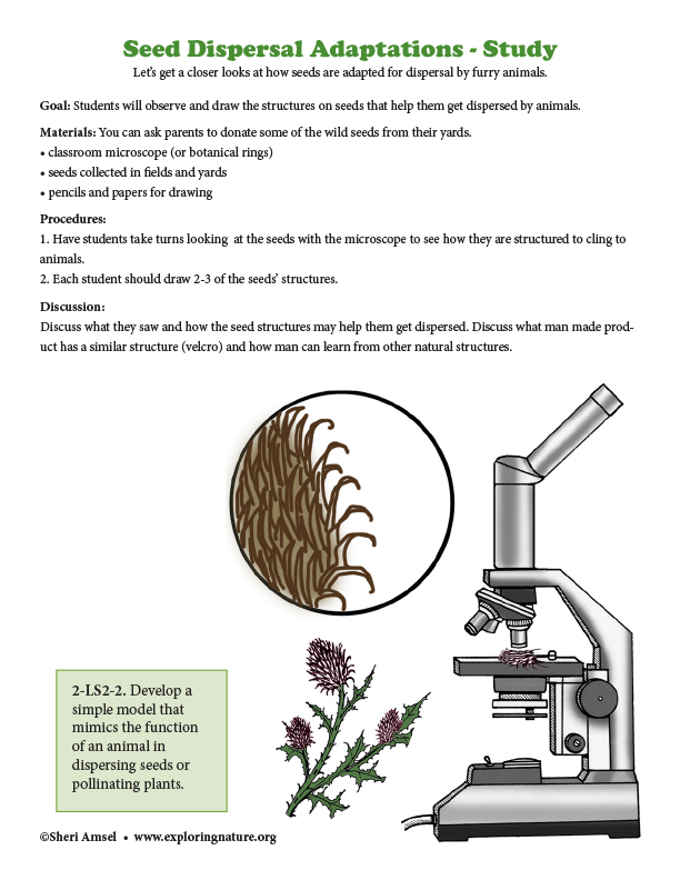 Seed Dispersal Adaptations - Study