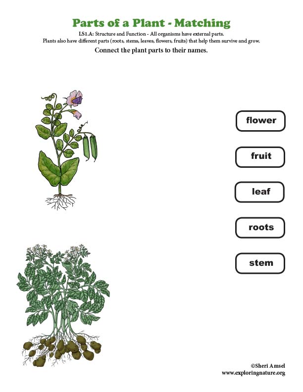 Parts of plants, Different parts of plants, Part of plants and their  functions