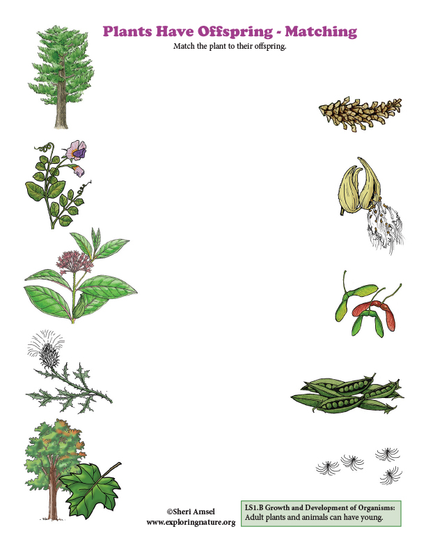 Plants have offspring matching