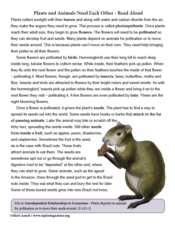 Plants and Animals Need Each Other in the Amazon Rainforest - Reading Plants and Animals Need Each Other in the Amazon Rainforest - Reading