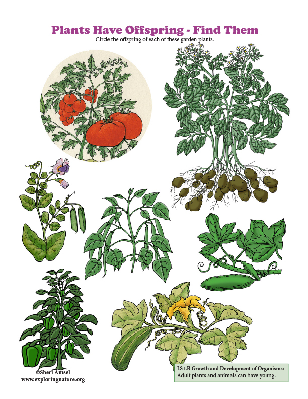 Plants Have Offspring Find Them
