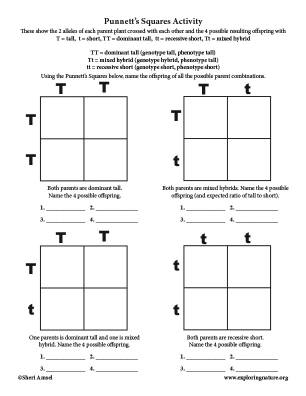 punnett-square-worksheet