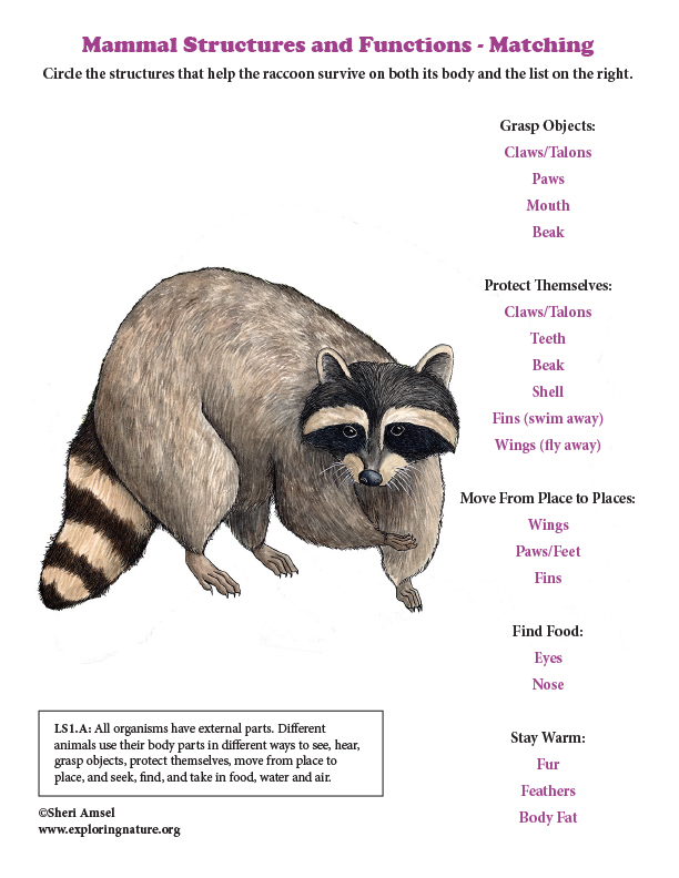 Mammal Structures and Functions - Matching