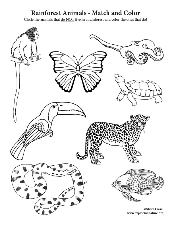 printable-rainforest-animals