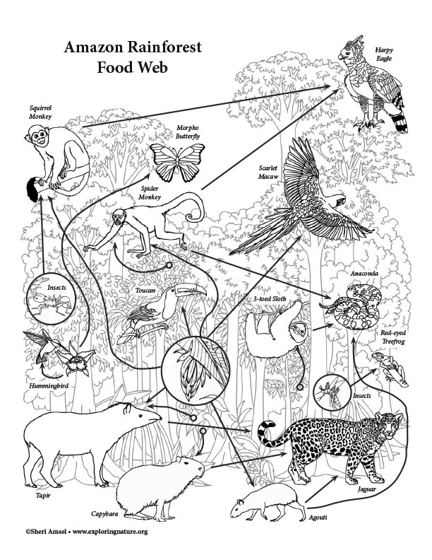 Amazon Rainforest Food Web Short Answer Activity