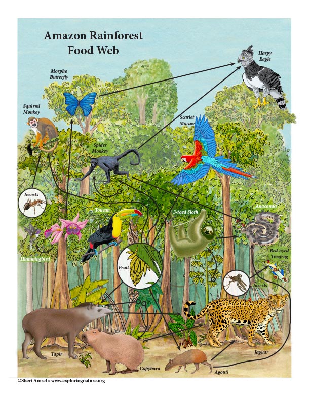 Amazon Rainforest Food Web Short Answer Activity