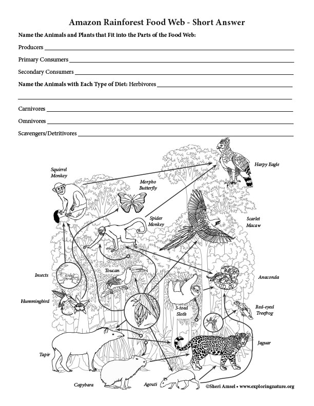 Rainforest Food Web - Short Answer Activity