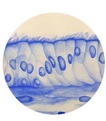 Tissues - Epithelium, Muscle, Connective Tissue and Nervous Tissue. 