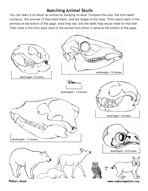Matching Animal Skulls, animal skull matching