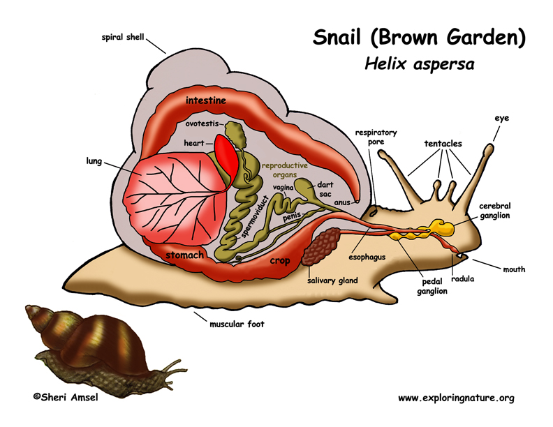 snail diagram snail inquiry read observe record snail diagram snail inquiry read observe record