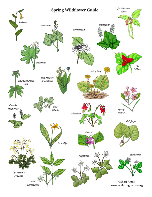 Spring guides. Plant identification. Identify Plants. Wildflower перевод. Spring Flowers names.