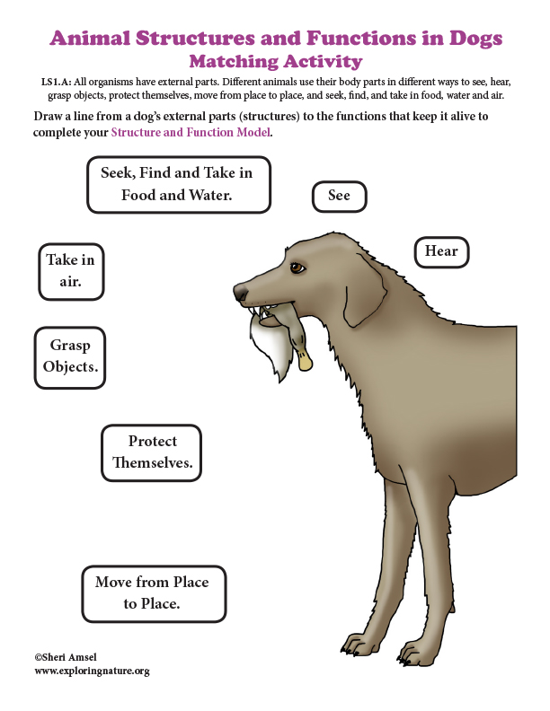 what are the different parts of a dog