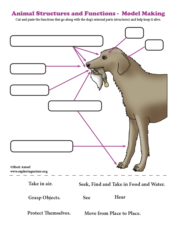 Animal Structure and Function - Model Making Animal Structure and Function - Model Making