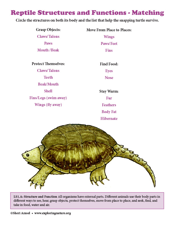 Structure and Function of the Snapping Turtle - Matching