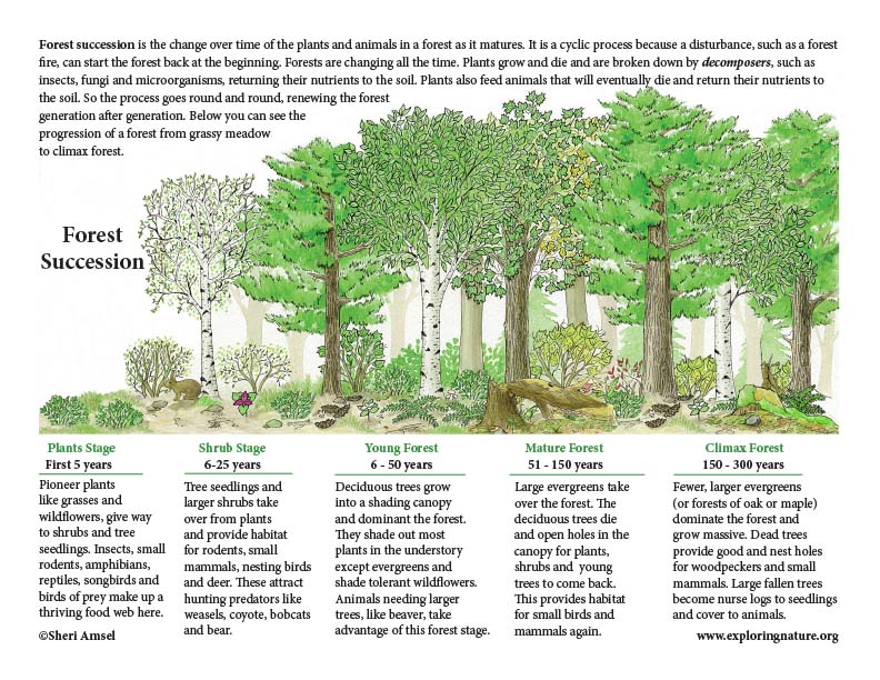 Forest Succession (with Text) Mini-Poster Forest Succession (with Text) Mini-Poster