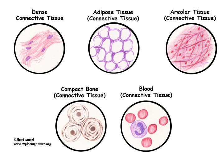 Tissues Epithelium Muscle Connective Tissue And Nervous Tissue