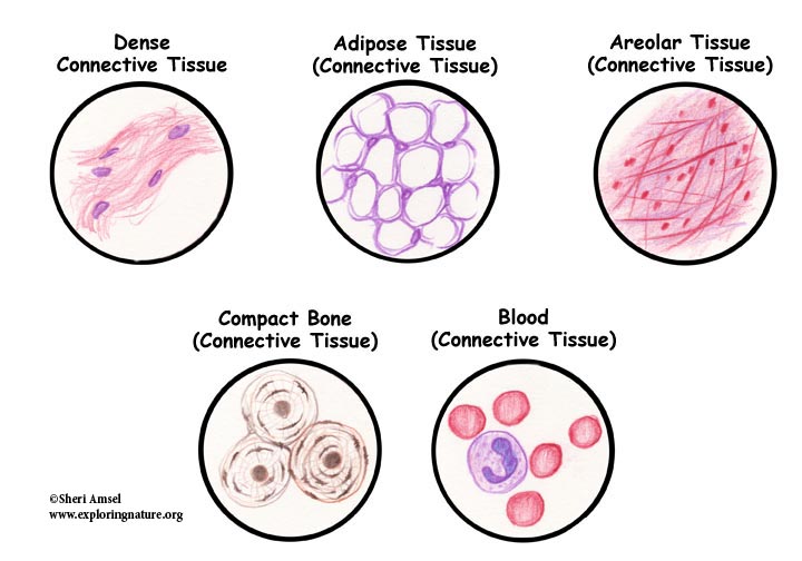 Connective Tissue