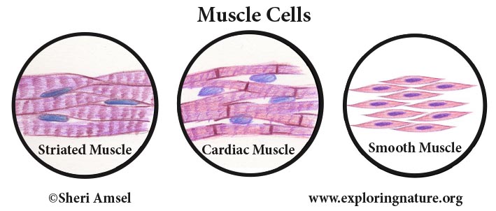 Tissues - Epithelium, Muscle, Connective Tissue and Nervous Tissue