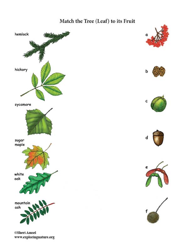 Match the Tree (Leaf) to its Fruit