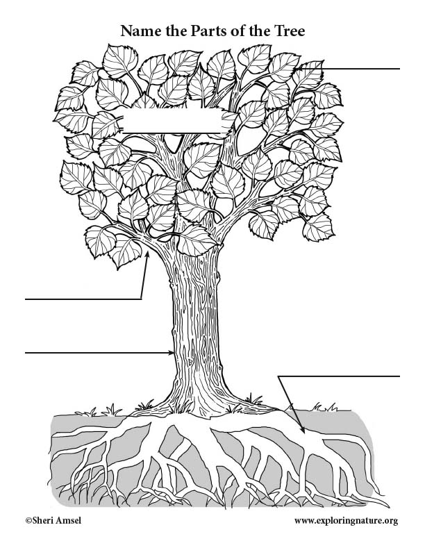 35 Draw And Label The Parts Of A Plant Labels Design Ideas 2020