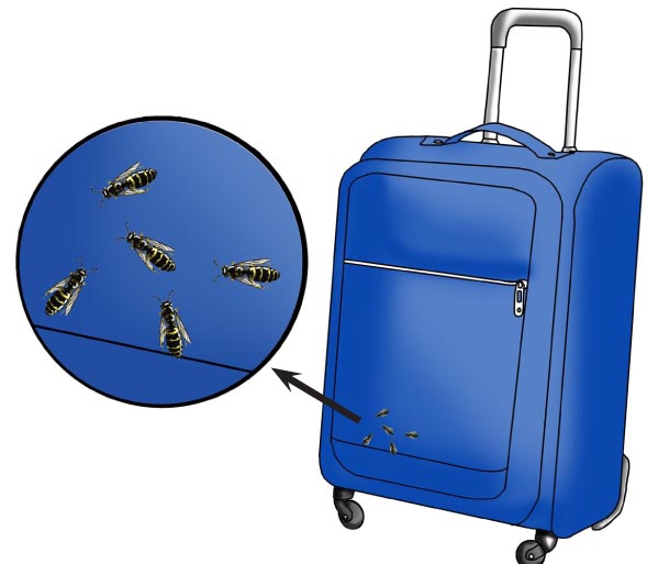 Drug Sniffing Wasps