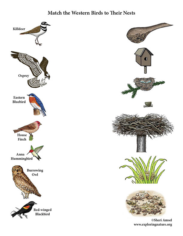 Match the Western Birds to their Nests