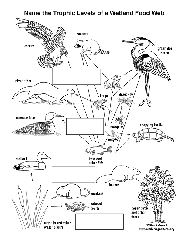 Wetland Food Web and Trophic Levels Biology Diagrams