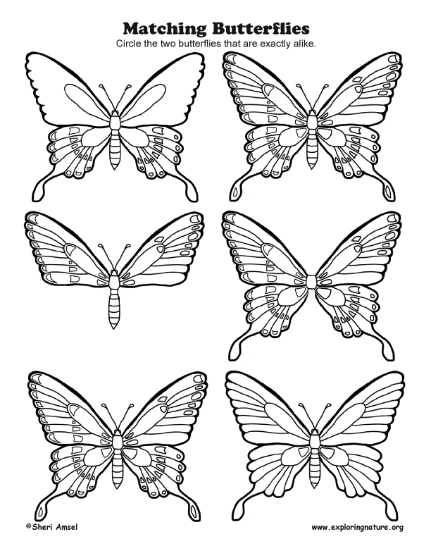 Matching Butterflies - Observation Activity