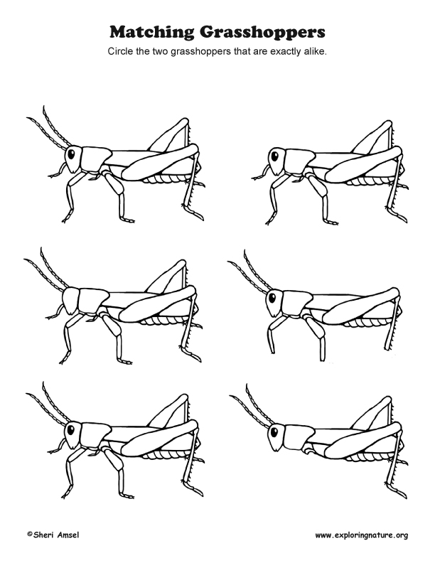 Matching Grasshoppers - Observation Activity