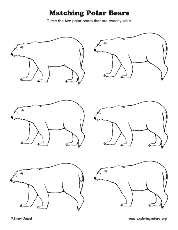Matching Polar Bears - Observation Activity (More Challenging)