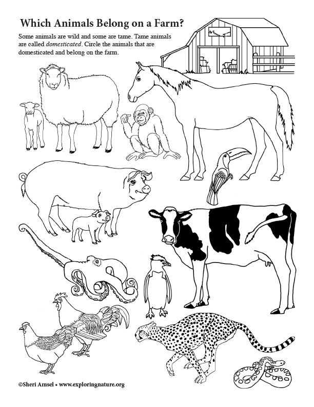 Which Animal Belongs on the Farm? NEW