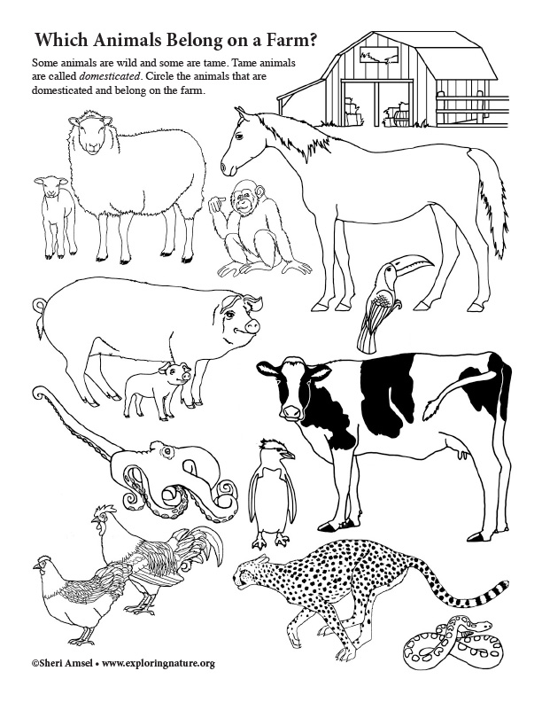 Which Animal Belongs on the Farm? NEW Which Animal Belongs on the Farm? NEW