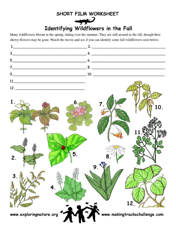 Wildflowers -- Identifying Them in the Fall