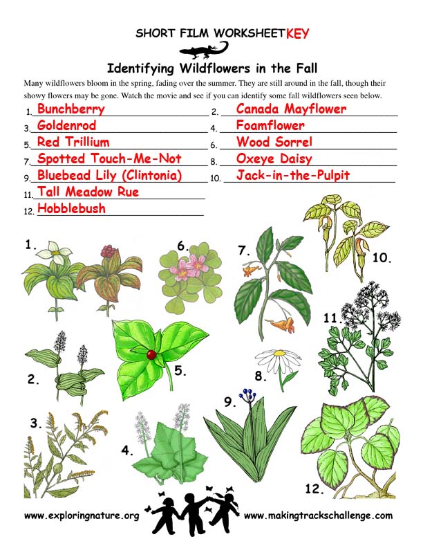 Wildflowers -- Identifying Them in the Fall