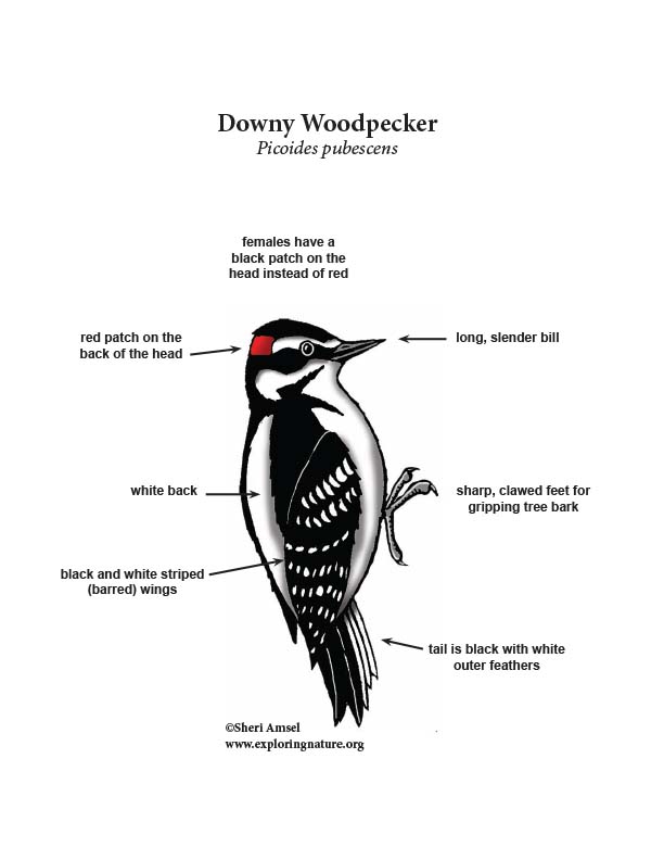 Animal Signs - Woodpeckers and the Life Cycle of Trees