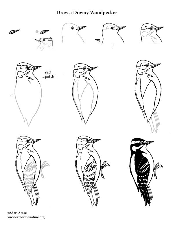 Animal Signs - Woodpeckers and the Life Cycle of Trees