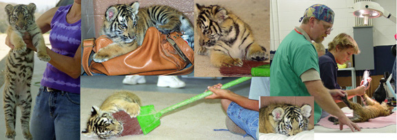 Dr. Amsel with animals