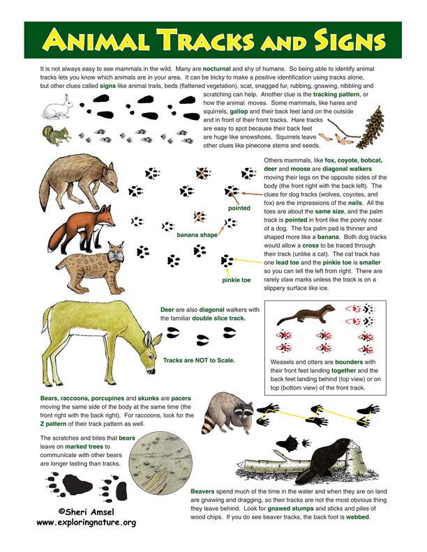 Animal Tracks Poster - Full Color Animal Tracks Poster - Full Color