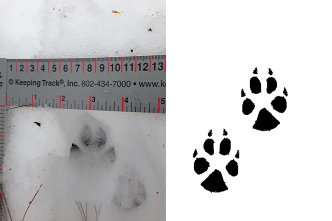 Coyote Tracks