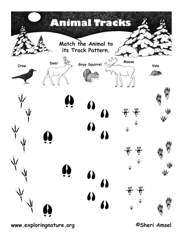 Human Footprint Worksheet Answers