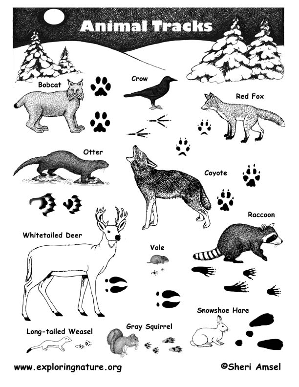 Identify Animal Tracks  Track Identification Chart - New England