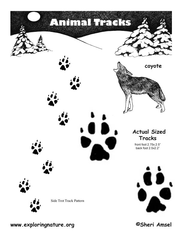 Track Of The Coyote