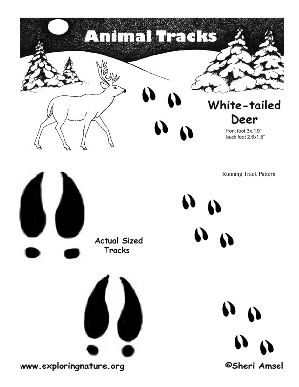 Deer (Whitetail) Tracks -- Exploring Nature Educational Resource