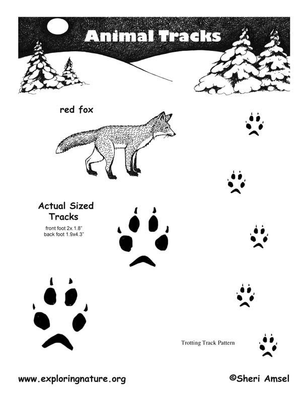 Fox (Red) Tracks