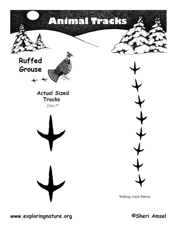 mla reference format (Ruffed) Grouse Tracks mla reference format (Ruffed) Grouse Tracks