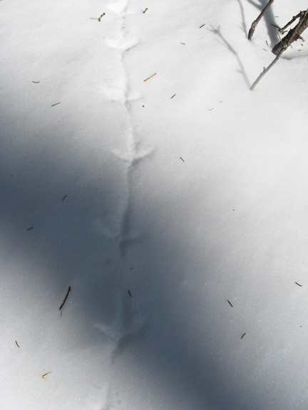 Grouse (Ruffed) Tracks