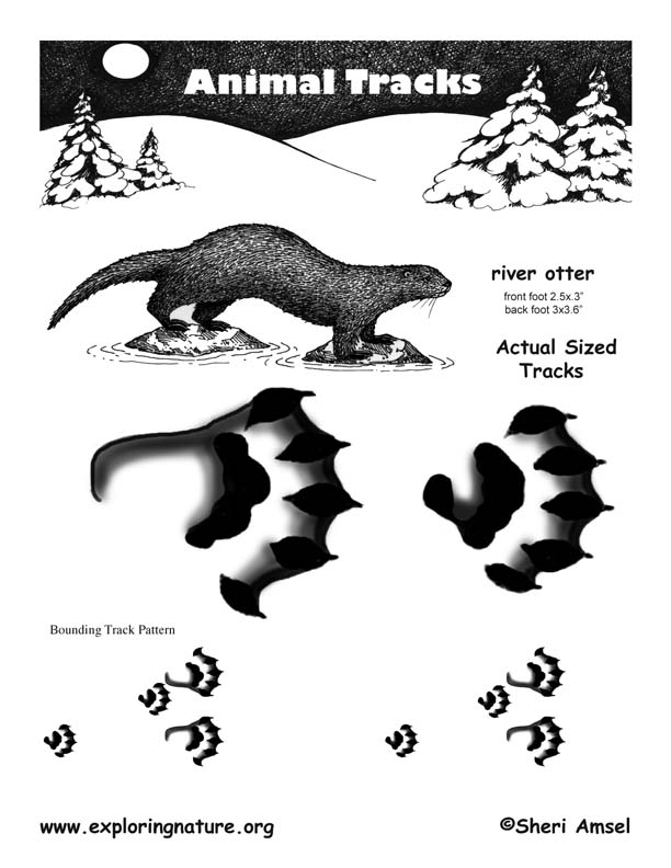 Otter (River) Tracks