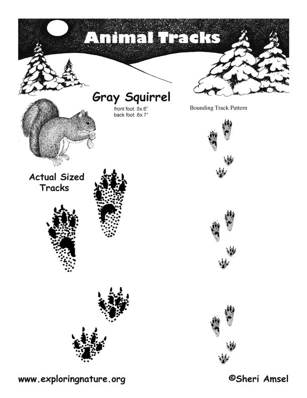 Eastern Gray Squirrel Tracks